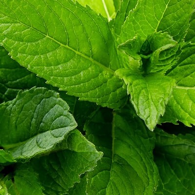 Масло перечной мяты